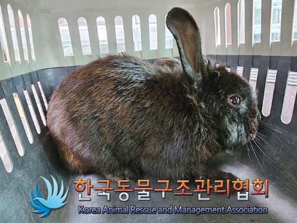 종료(안락사) 토끼…